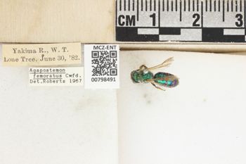 Media type: image;   Entomology 798491 Aspect: Labels